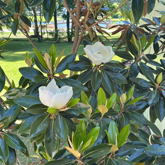 Meet your Posher, Hart Home by Chandco! - Picture 15 of 16